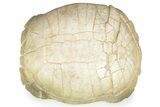Inflated Fossil Tortoise (Stylemys) - South Dakota #227425-1